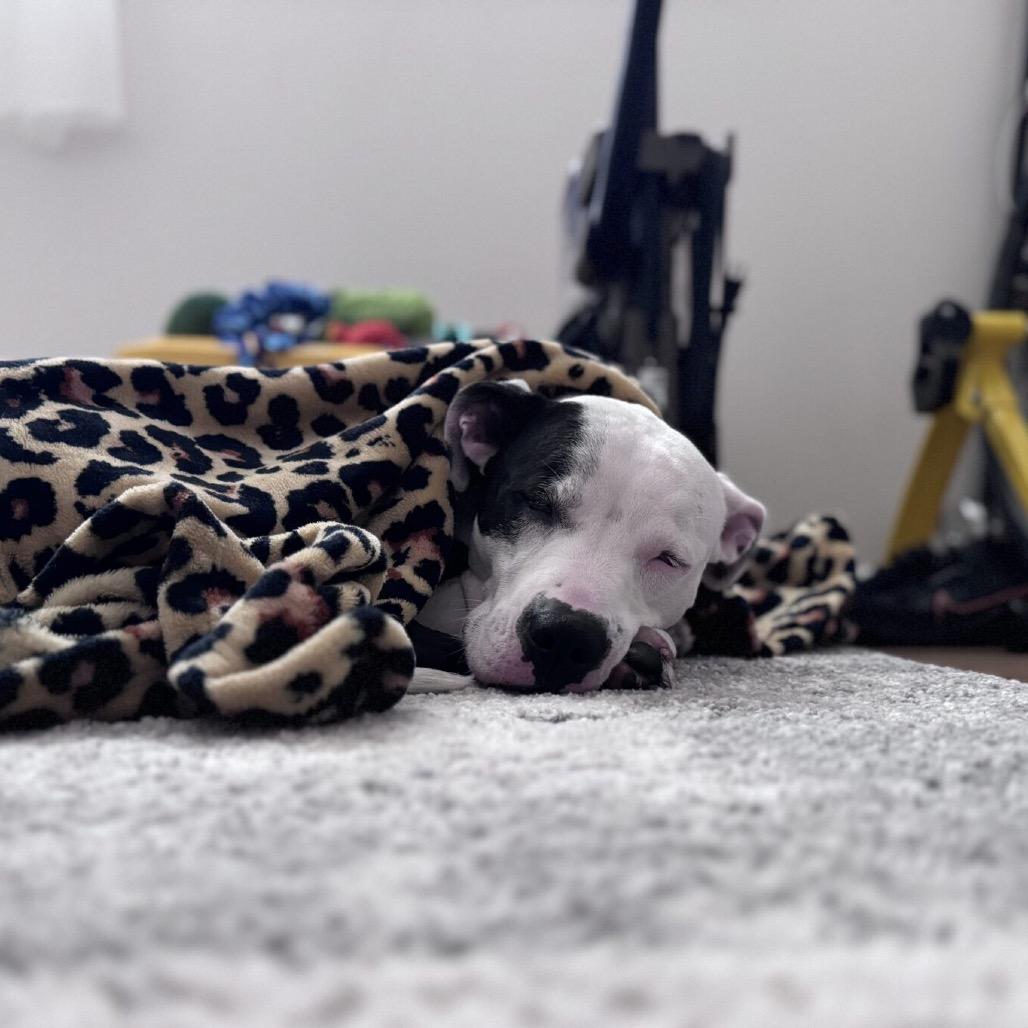 Peaches, Adoptable, Adult Female Mixed Breed.