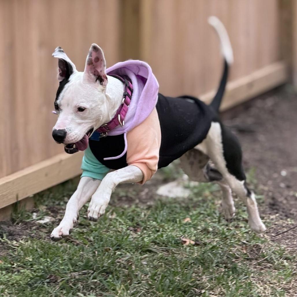 Enlarge Peaches, a Adoptable Mixed Breed in Houston, TX image 2/6