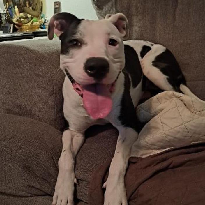 Enlarge Peaches, a Adoptable Mixed Breed in Houston, TX image 3/6