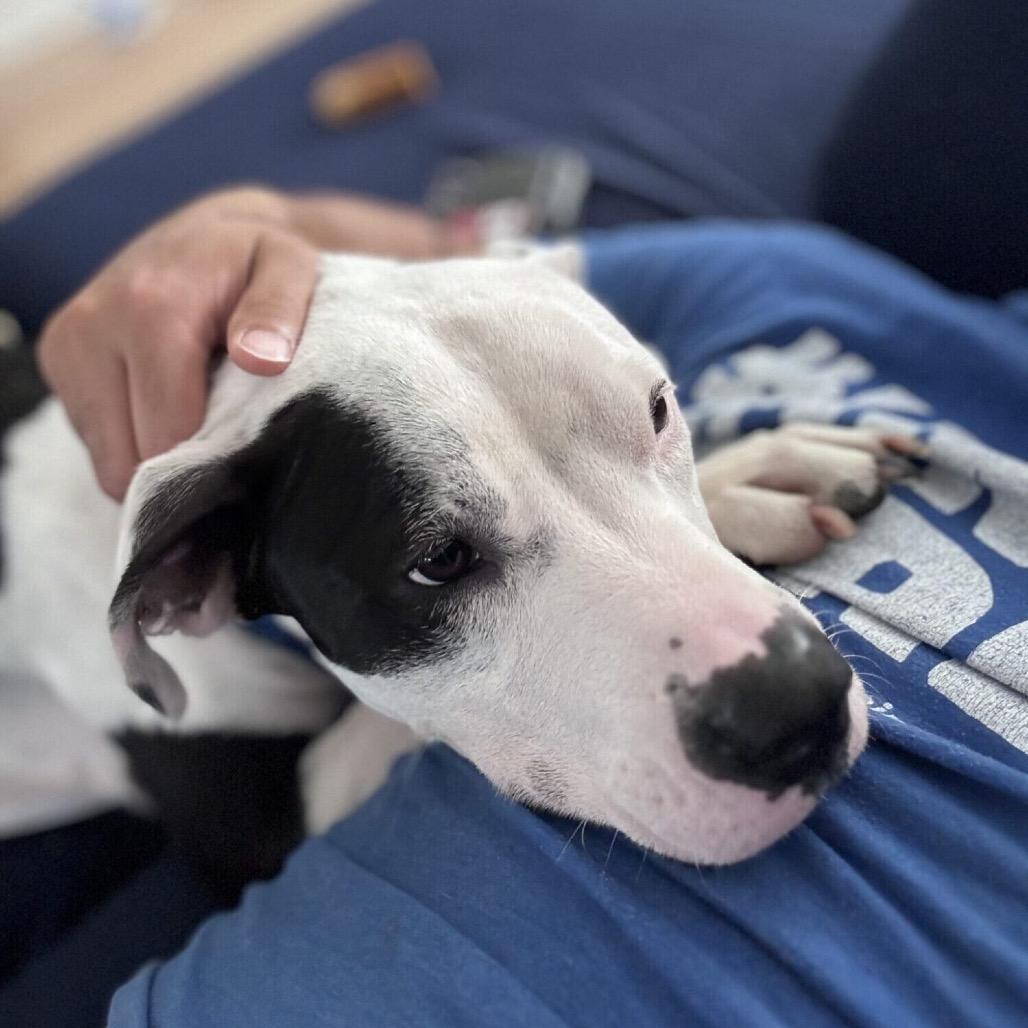 Enlarge Peaches, a Adoptable Mixed Breed in Houston, TX image 4/6