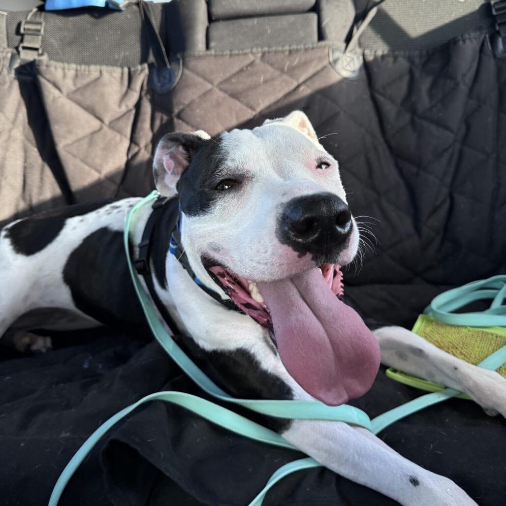 Enlarge Peaches, a Adoptable Mixed Breed in Houston, TX image 5/6