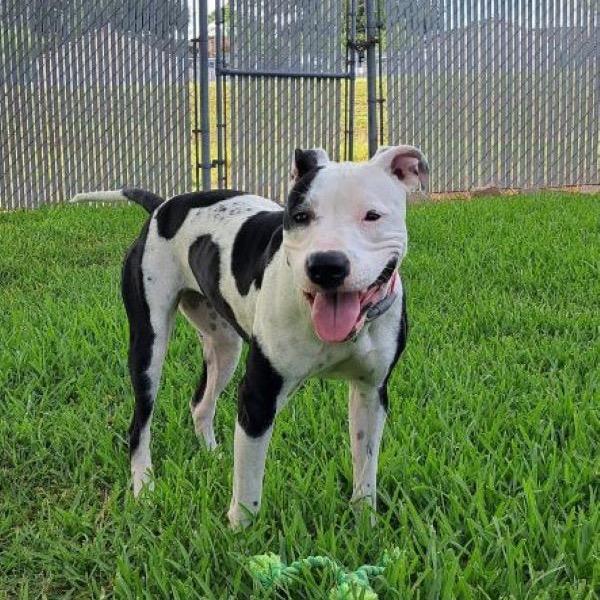 Enlarge Peaches, a Adoptable Mixed Breed in Houston, TX image 6/6