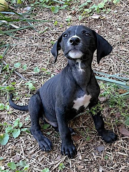 Snoopy, ADOPTABLE, Puppy Male Labrador Retriever & Terrier.