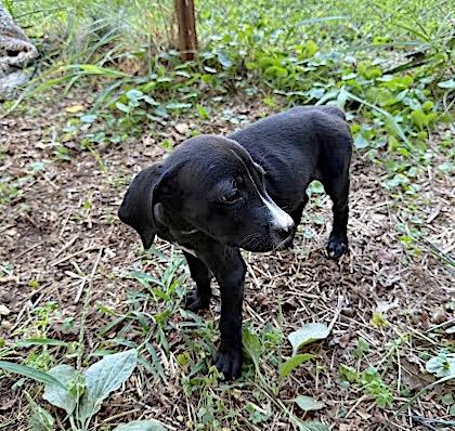 Enlarge Snoopy, a ADOPTABLE mixed breed in Bedford, VA image 3/3