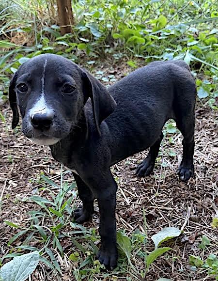 Enlarge Snoopy, a ADOPTABLE mixed breed in Bedford, VA image 2/3