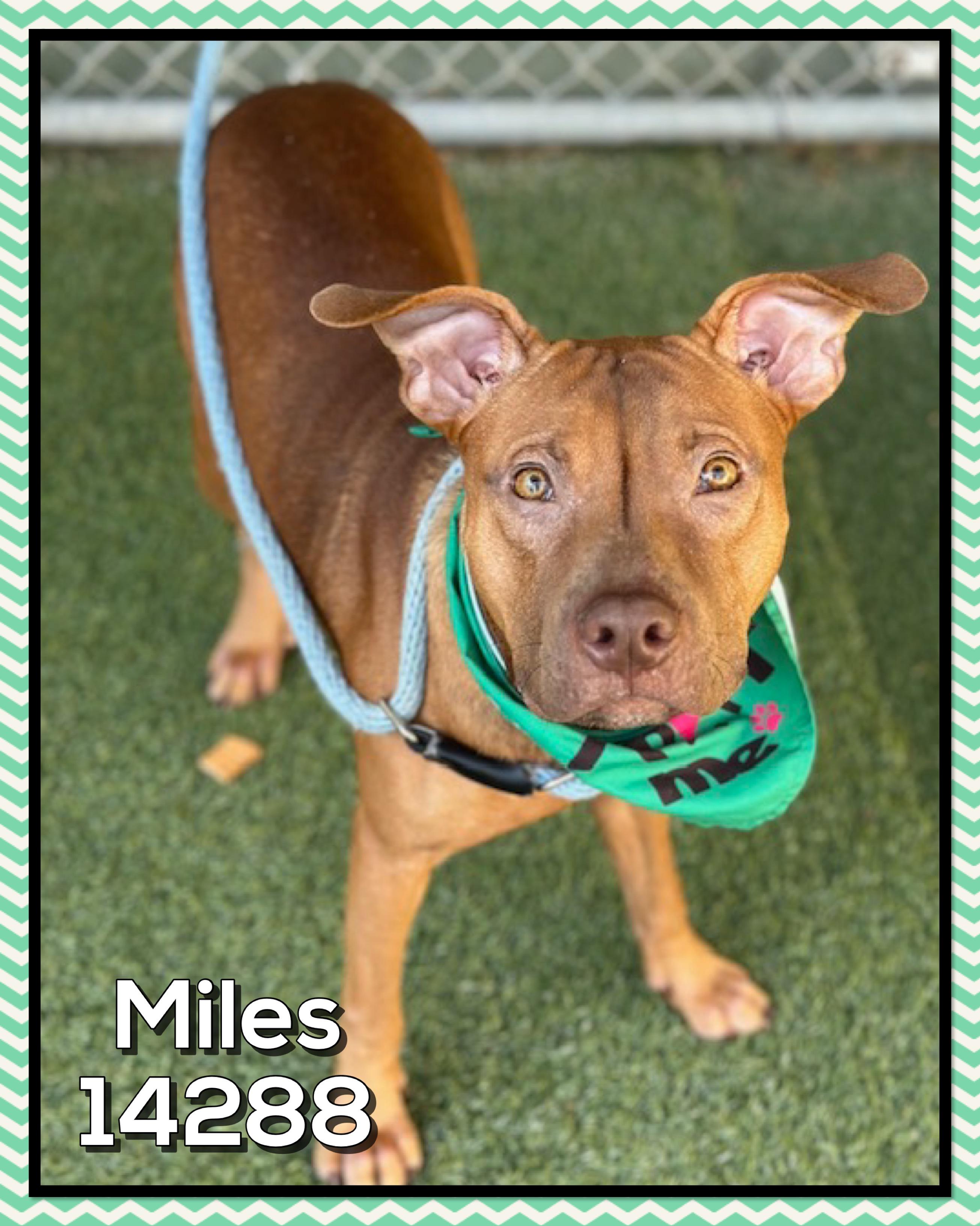 Miles