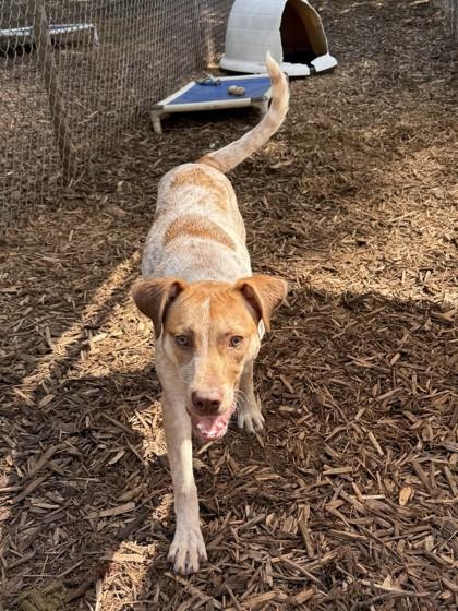 Rosie, a Adoptable mixed breed in Cumming, GA image 1/3