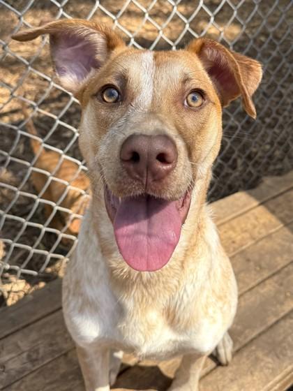 Rosie, a Adoptable mixed breed in Cumming, GA image 2/3