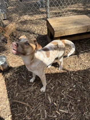 Rosie, a Adoptable mixed breed in Cumming, GA image 3/3