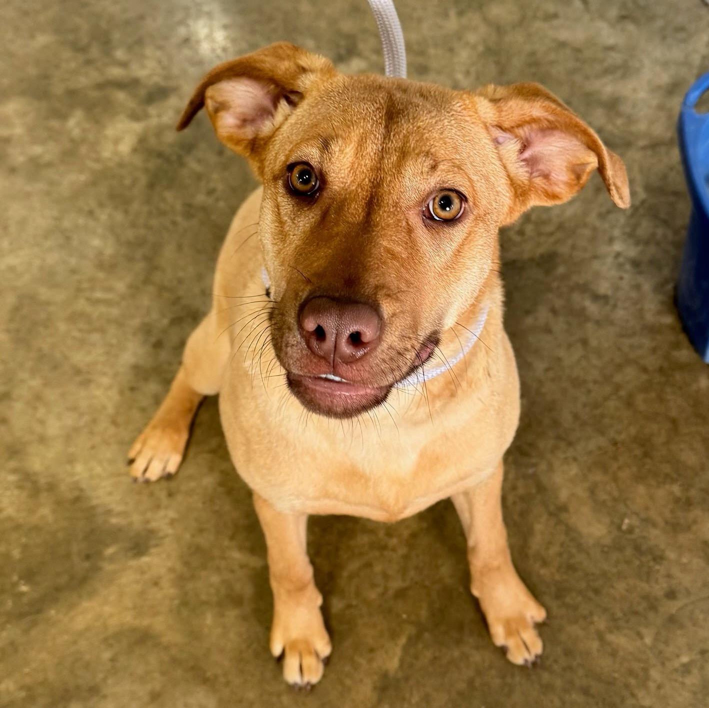 Enlarge Wanda, a ADOPTABLE mixed breed in Dubuque, IA image 1/1