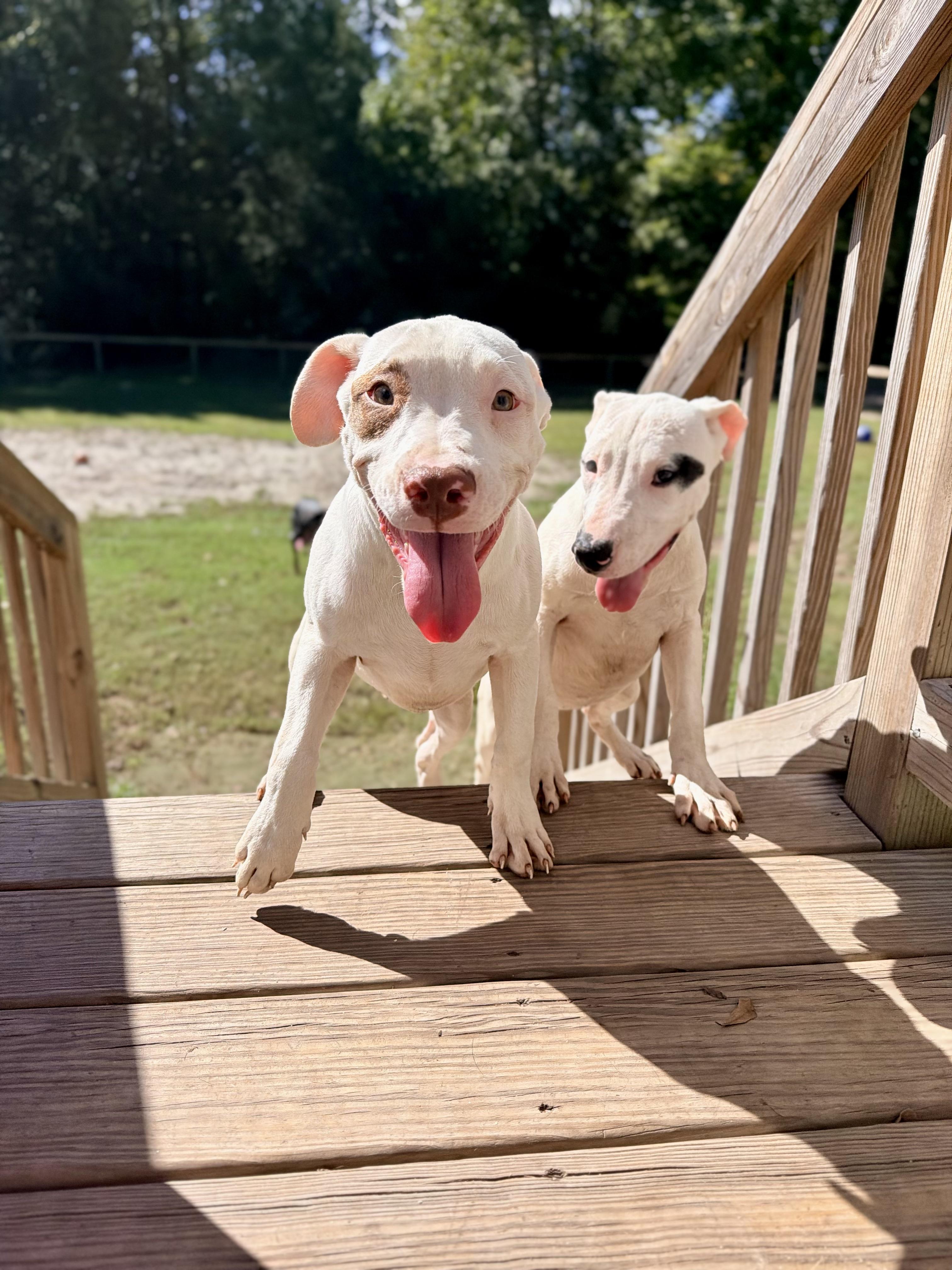 Enlarge Hocus, a Adopted mixed breed in Vanceboro , NC image 3/3