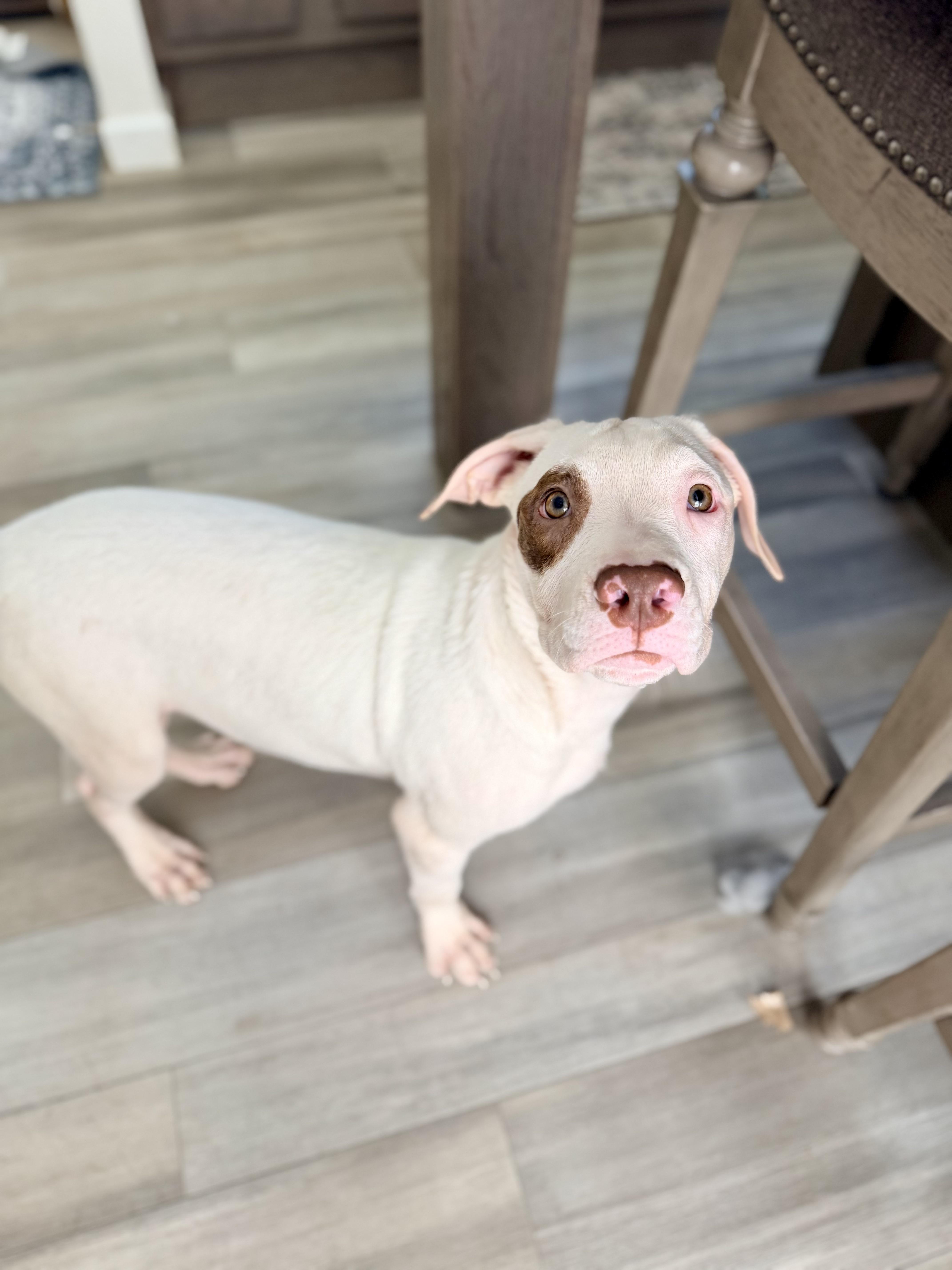 Hocus, Adopted, Young Female Pit Bull Terrier.