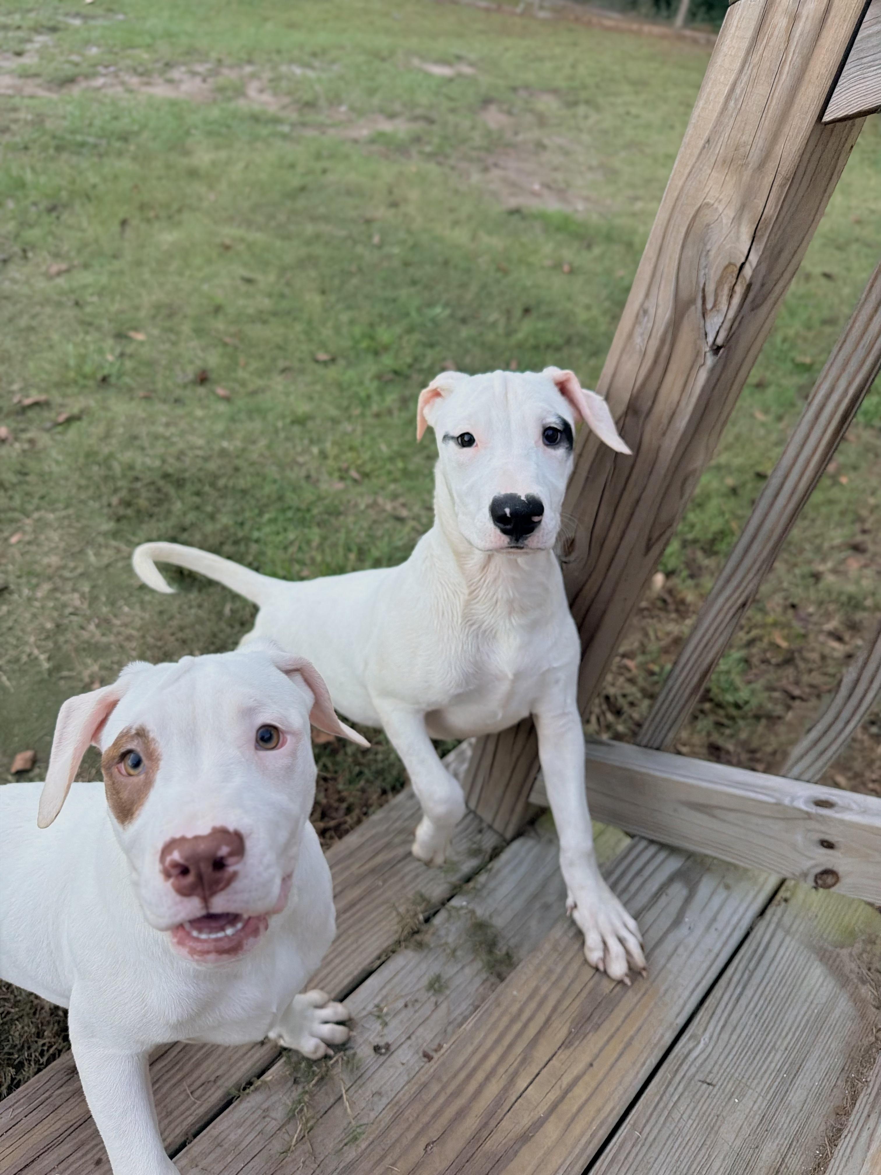 Enlarge Hocus, a Adopted mixed breed in Vanceboro , NC image 2/3