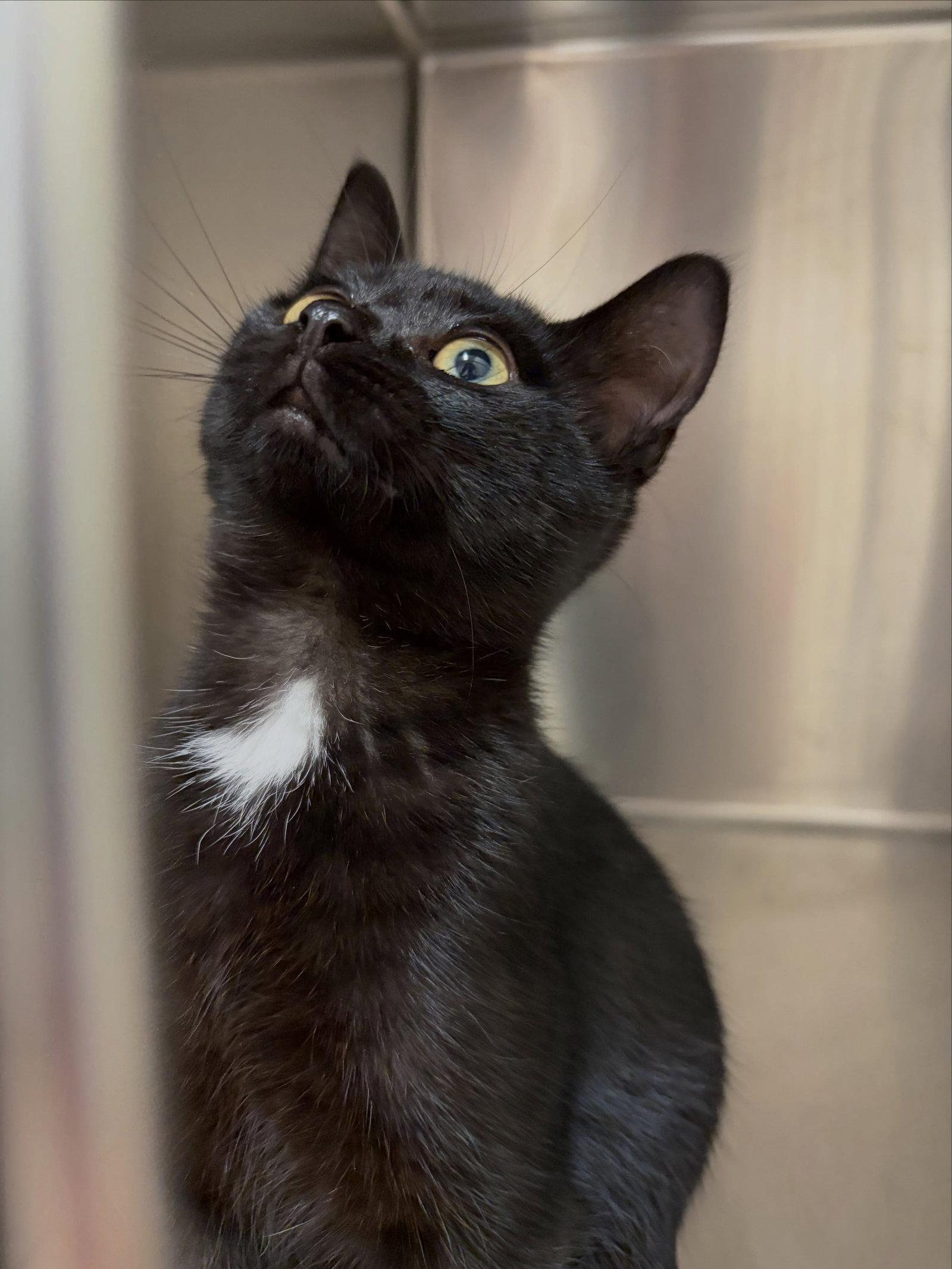 Vader, Adoptable, Kitten Male Domestic Short Hair.