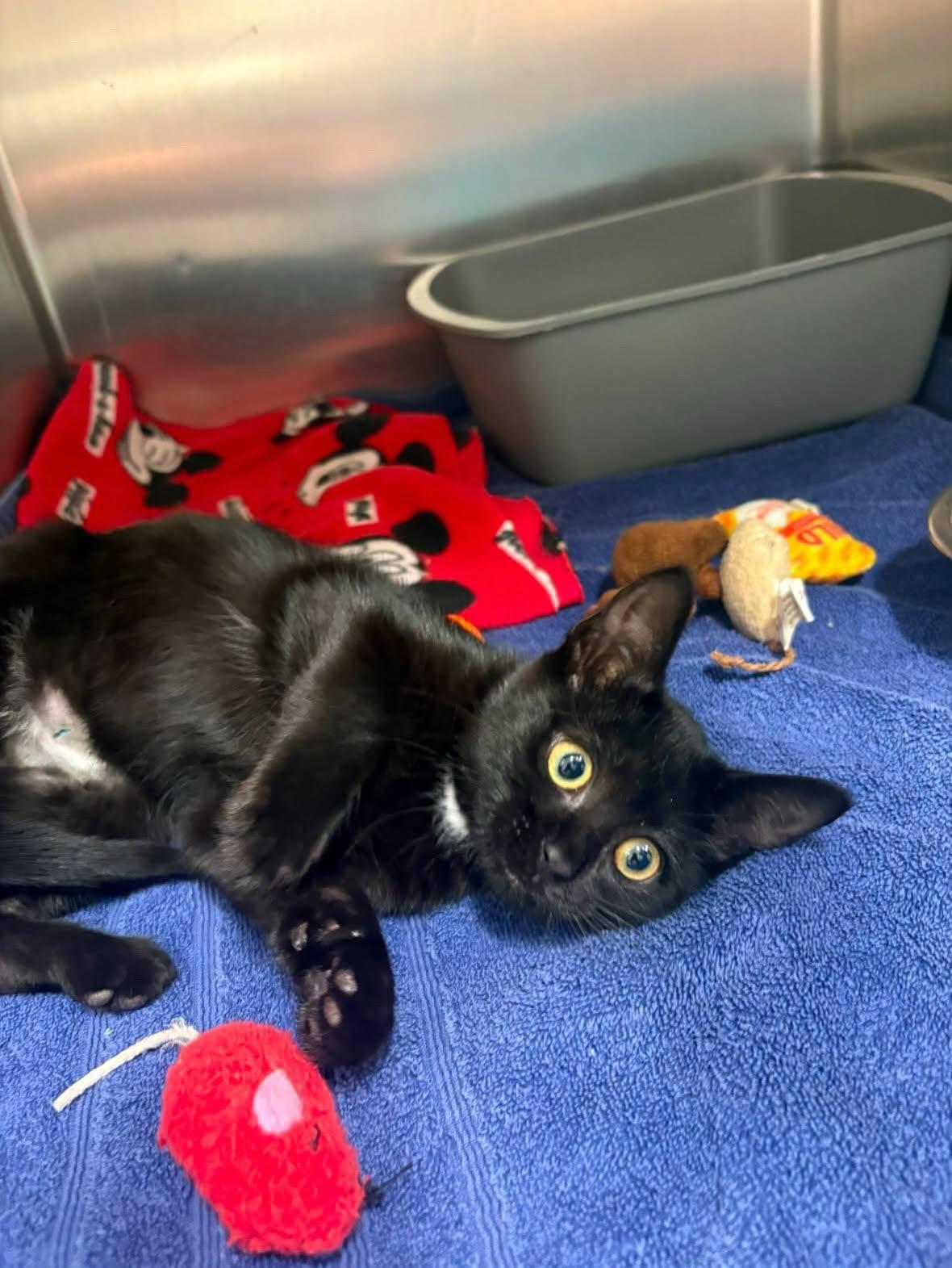 Enlarge Vader, a Adoptable Domestic Short Hair in Holland, MI image 2/3