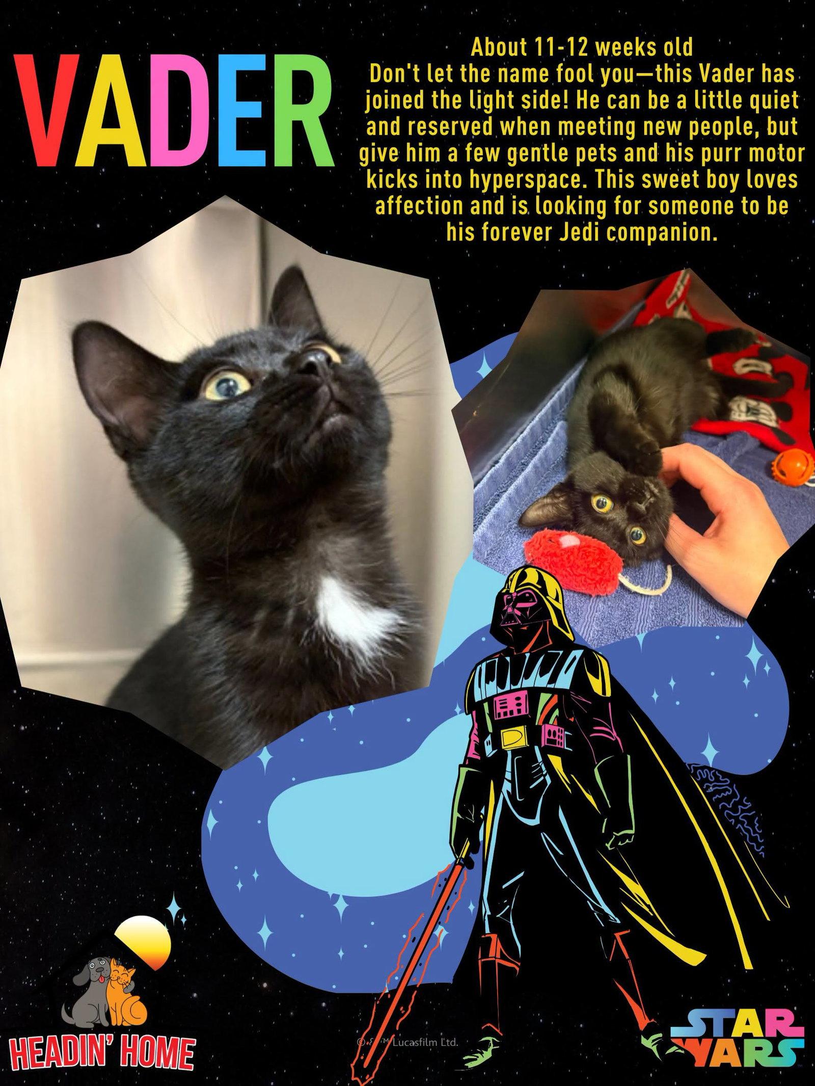 Enlarge Vader, a Adoptable Domestic Short Hair in Holland, MI image 3/3