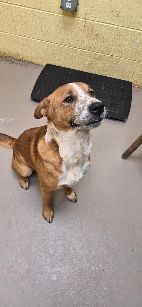 Enlarge MURPHY, a Adoptable mixed breed in Crossville, TN image 1/2