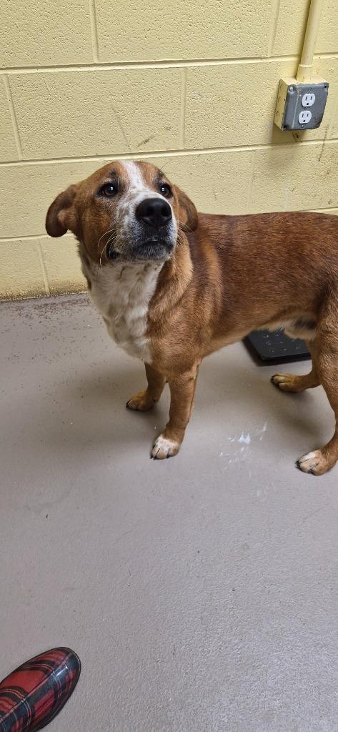 Enlarge MURPHY, a Adoptable mixed breed in Crossville, TN image 2/2