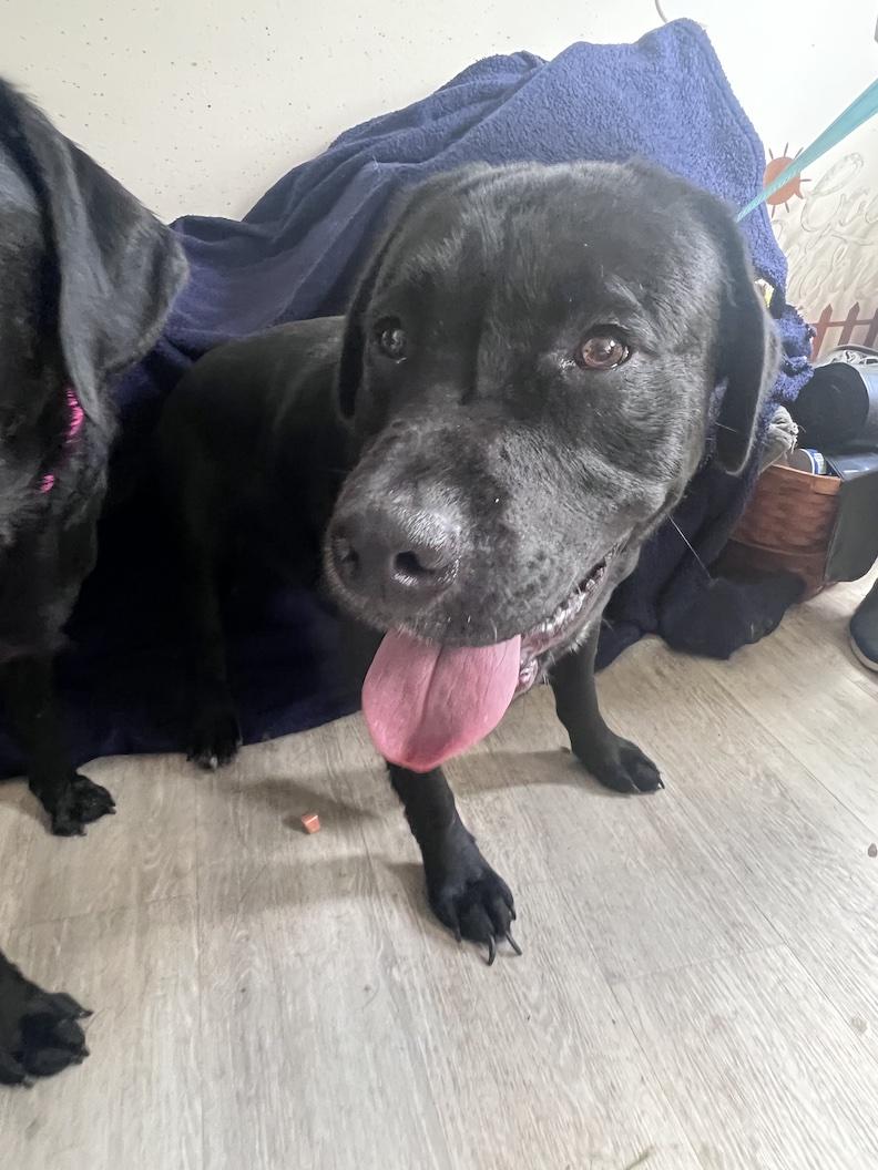 Bronx-Not Accepting Applications Yet, a Adoptable mixed breed in Medina, OH image 6/6