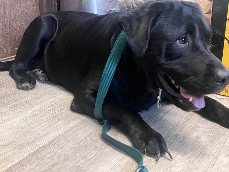 Bronx-Not Accepting Applications Yet, a Adoptable mixed breed in Medina, OH image 3/6