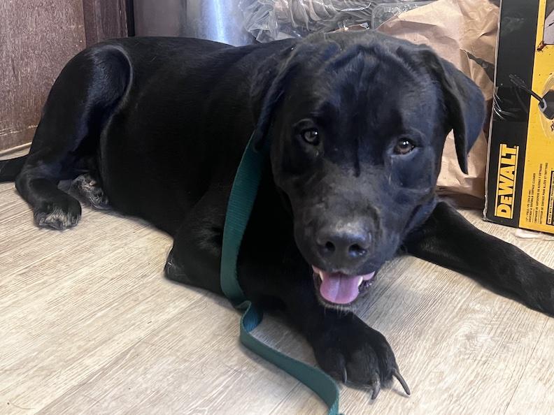 Bronx-Not Accepting Applications Yet, Adoptable, Adult Male Black Labrador Retriever.