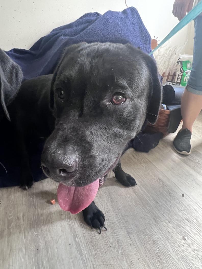 Bronx-Not Accepting Applications Yet, a Adoptable mixed breed in Medina, OH image 4/6