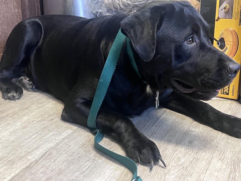 Bronx-Not Accepting Applications Yet, a Adoptable mixed breed in Medina, OH image 2/6