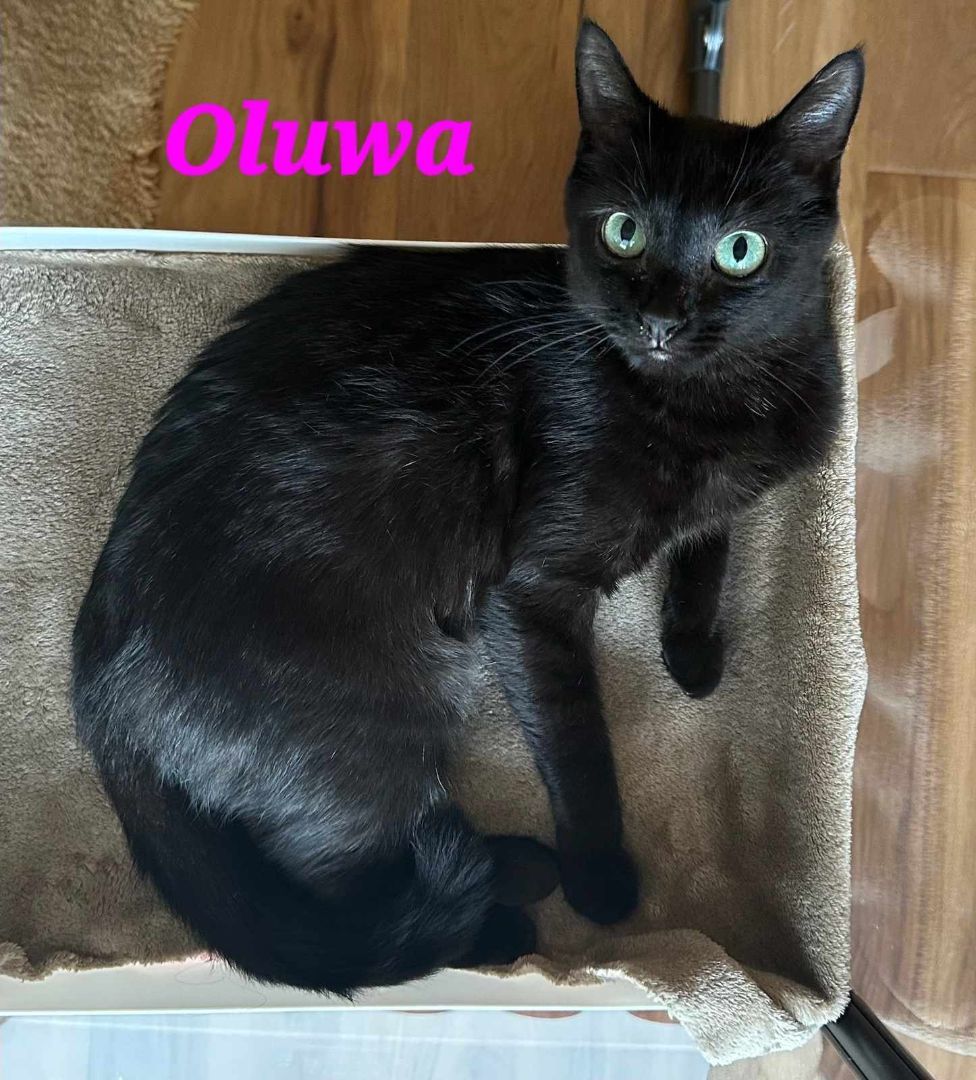 OLUWA, adopted, Young Female Domestic Short Hair.