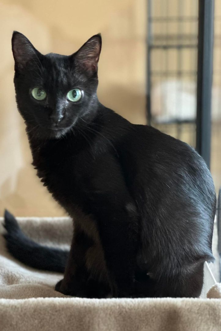 Enlarge OLUWA, an adopted Domestic Short Hair in Parlin, NJ image 2/3