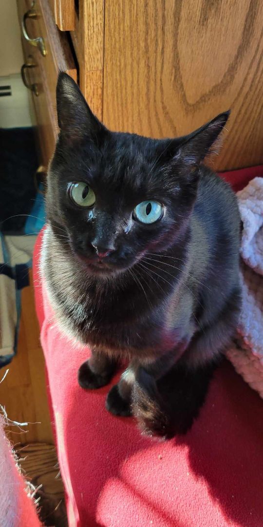 Enlarge OLUWA, an adopted Domestic Short Hair in Parlin, NJ image 3/3