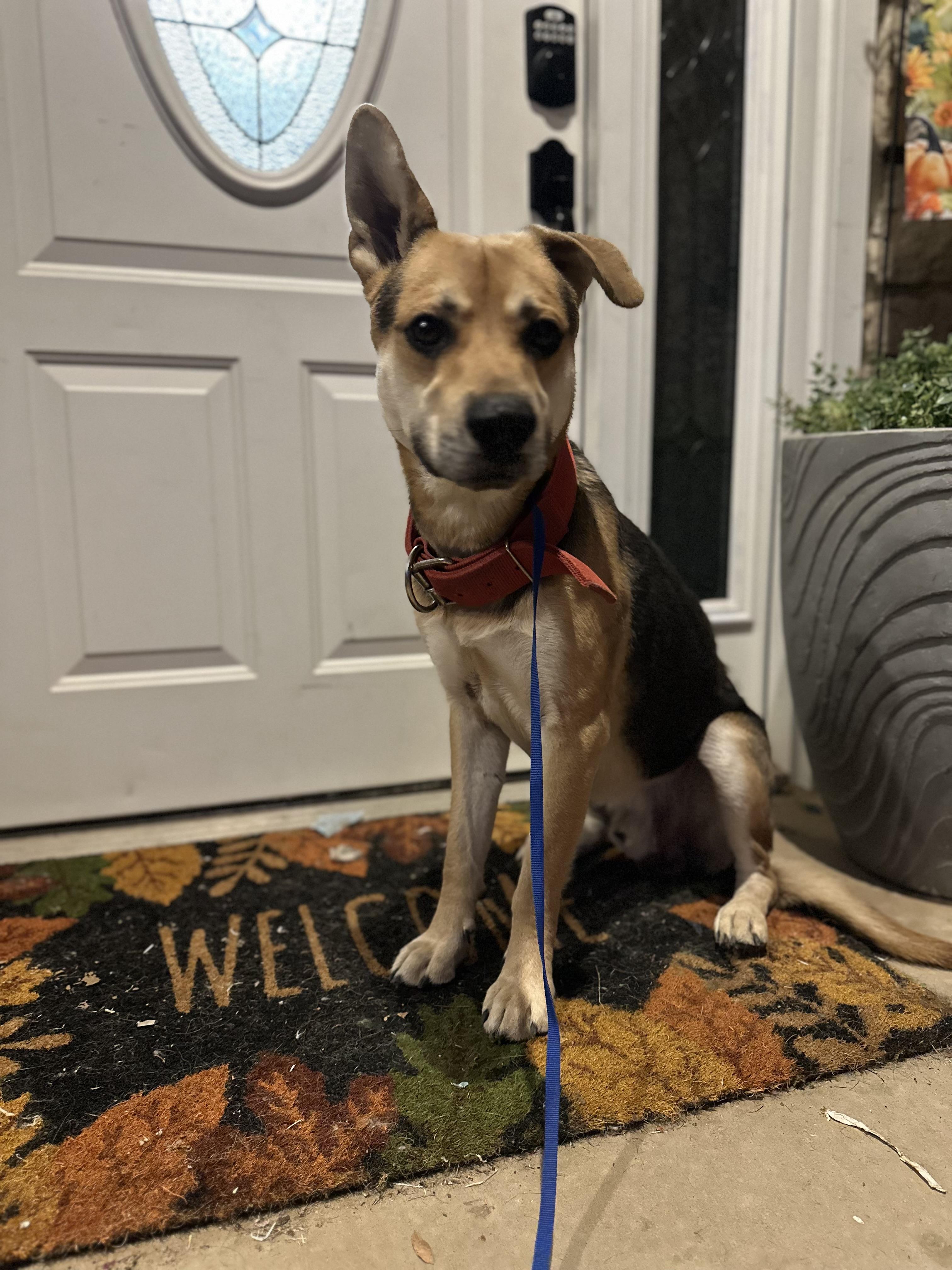 Apollo, Adoptable, Young Male Shepherd.