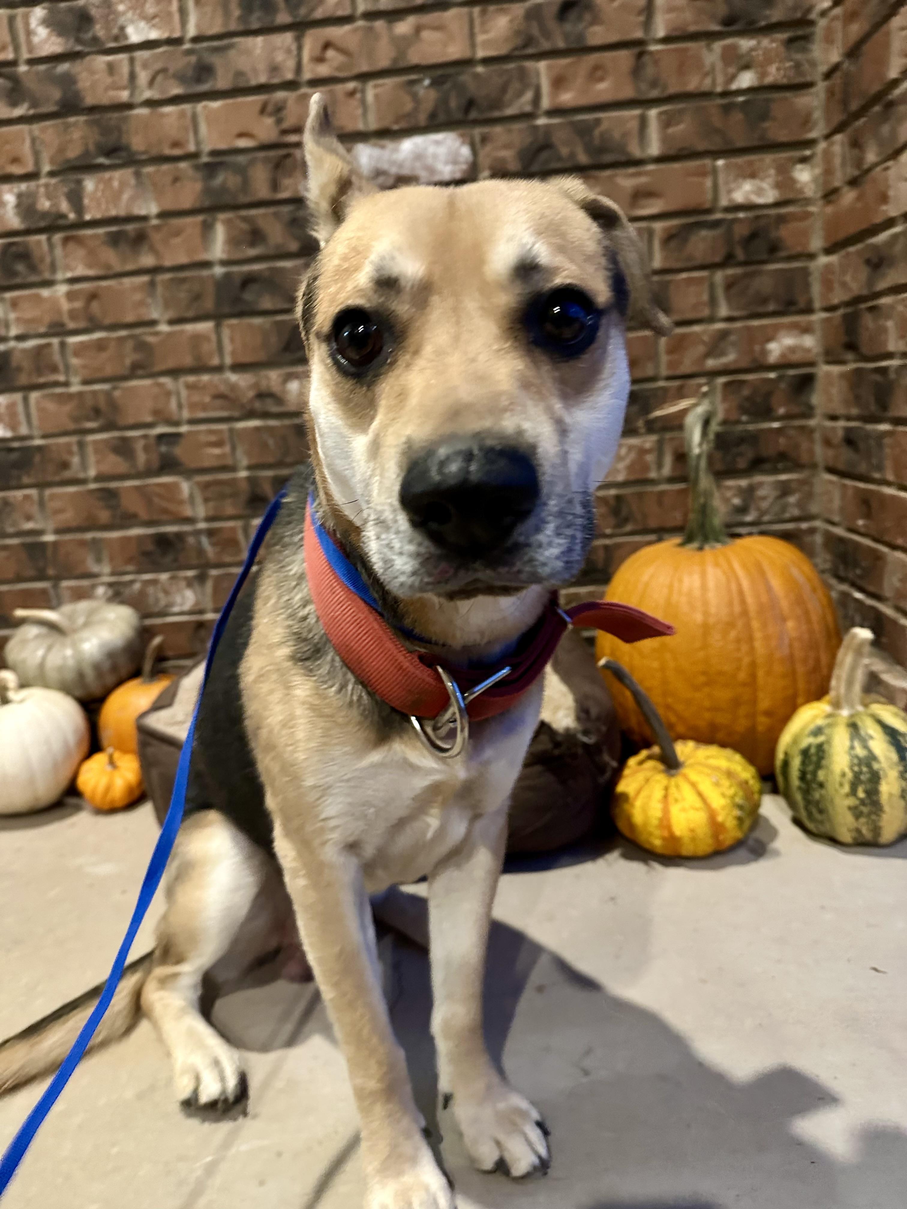 Apollo, a Adoptable mixed breed in Clovis, NM image 2/4