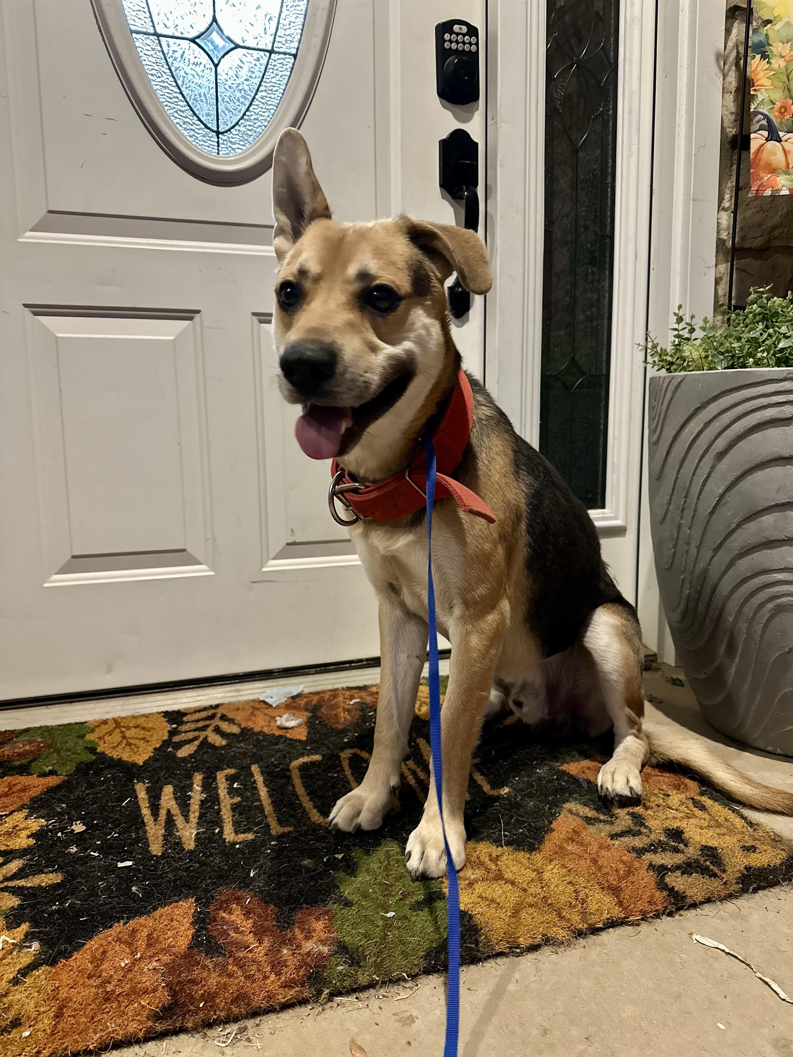 Apollo, a Adoptable mixed breed in Clovis, NM image 3/4