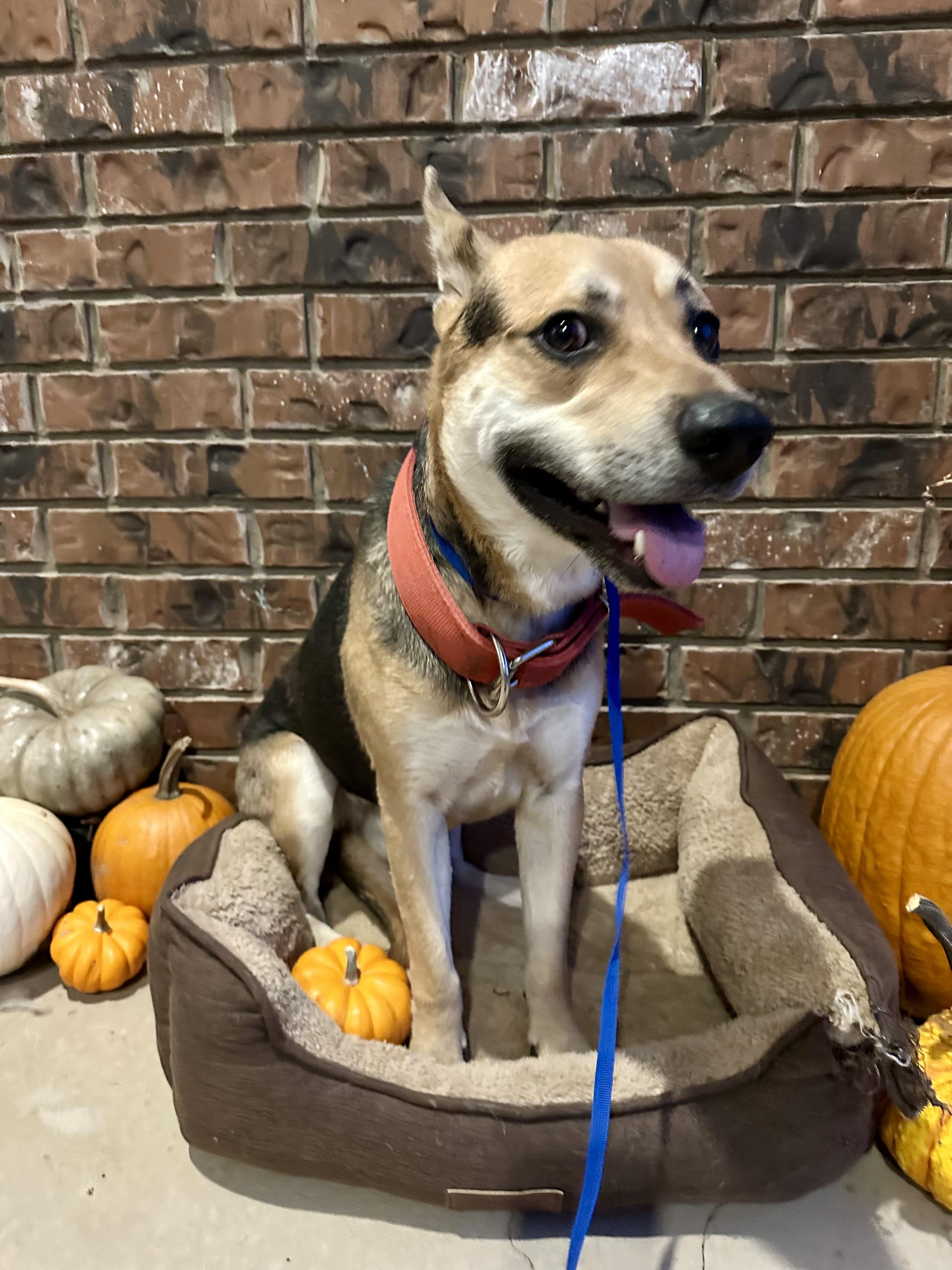Apollo, a Adoptable mixed breed in Clovis, NM image 4/4