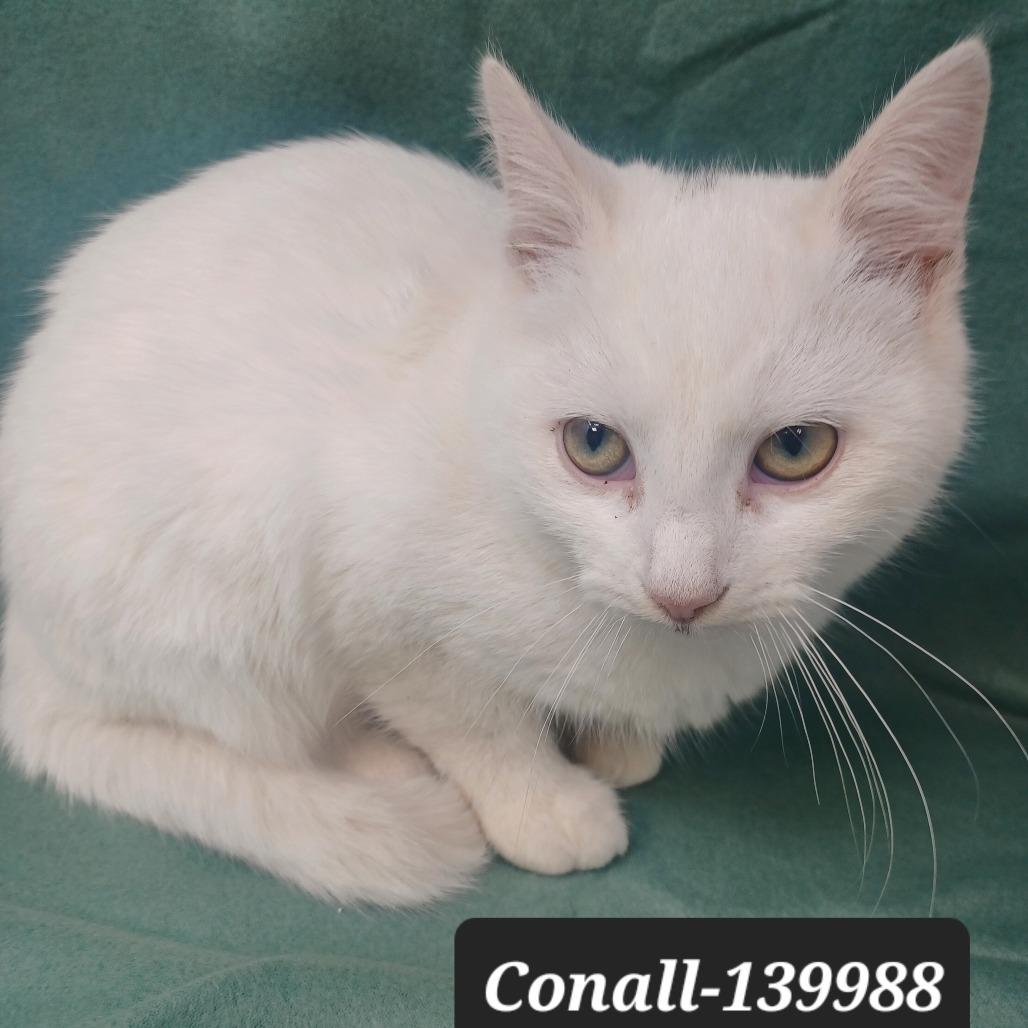 Enlarge Conall, a Adoptable Domestic Short Hair in New Tazewell, TN image 1/1