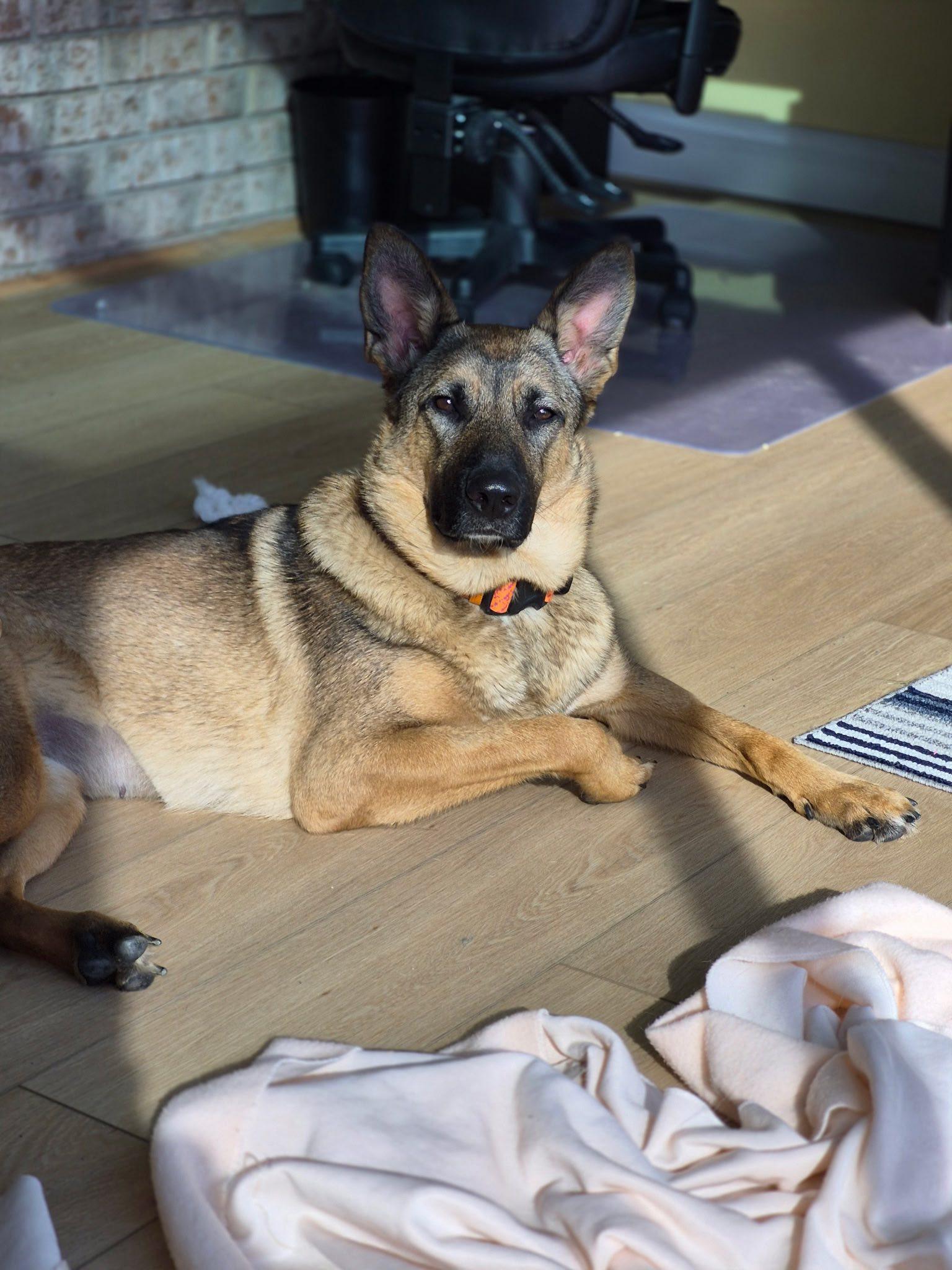 Mocha, a ADOPTABLE Shepherd in Woodstock, ON image 6/6