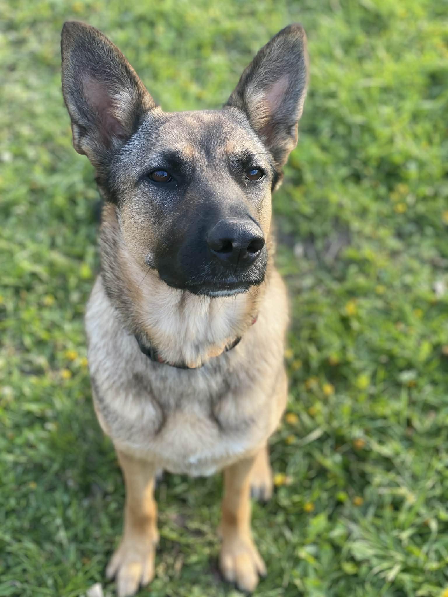 Mocha, a ADOPTABLE Shepherd in Woodstock, ON image 1/6
