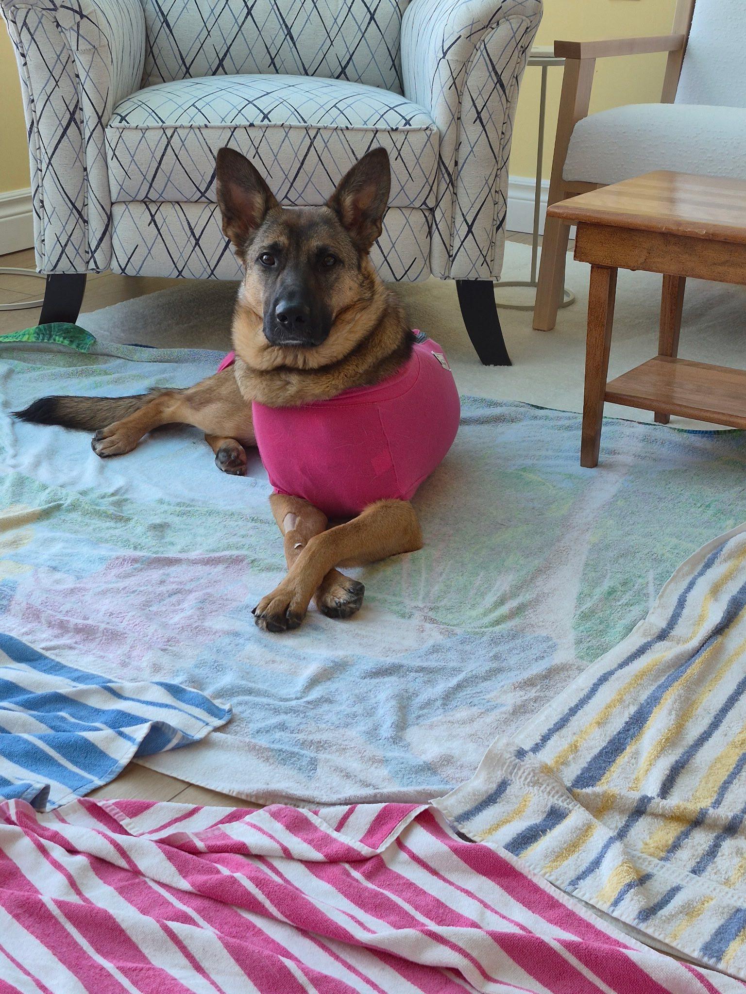 Enlarge Mocha, a ADOPTABLE Shepherd in Woodstock, ON image 3/5