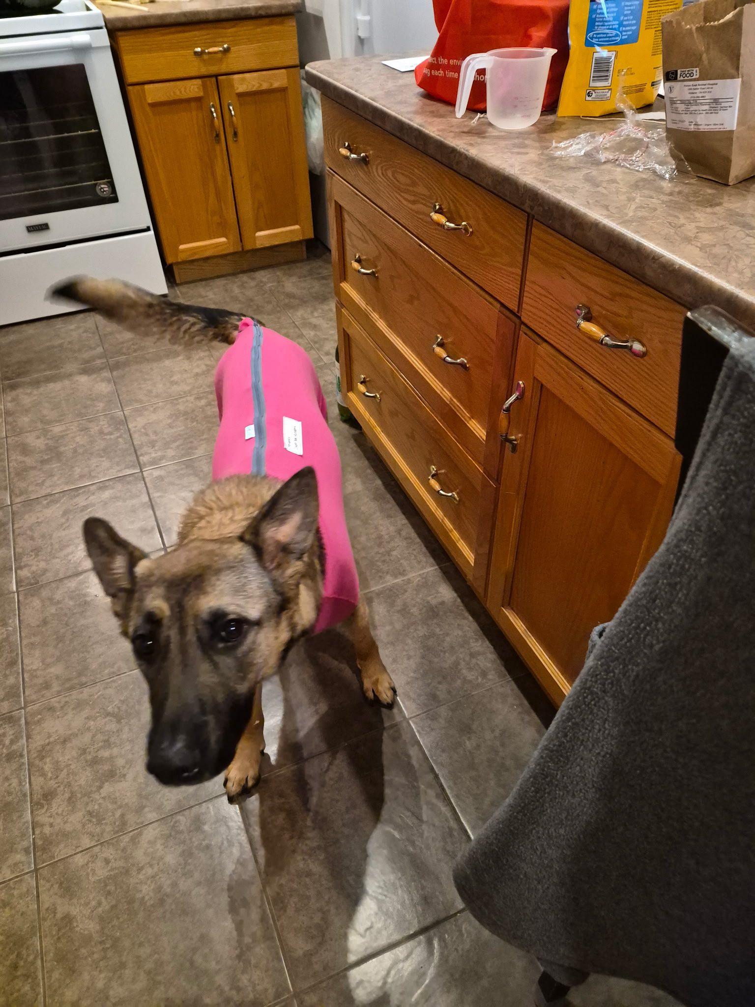 Enlarge Mocha, a ADOPTABLE Shepherd in Woodstock, ON image 4/5