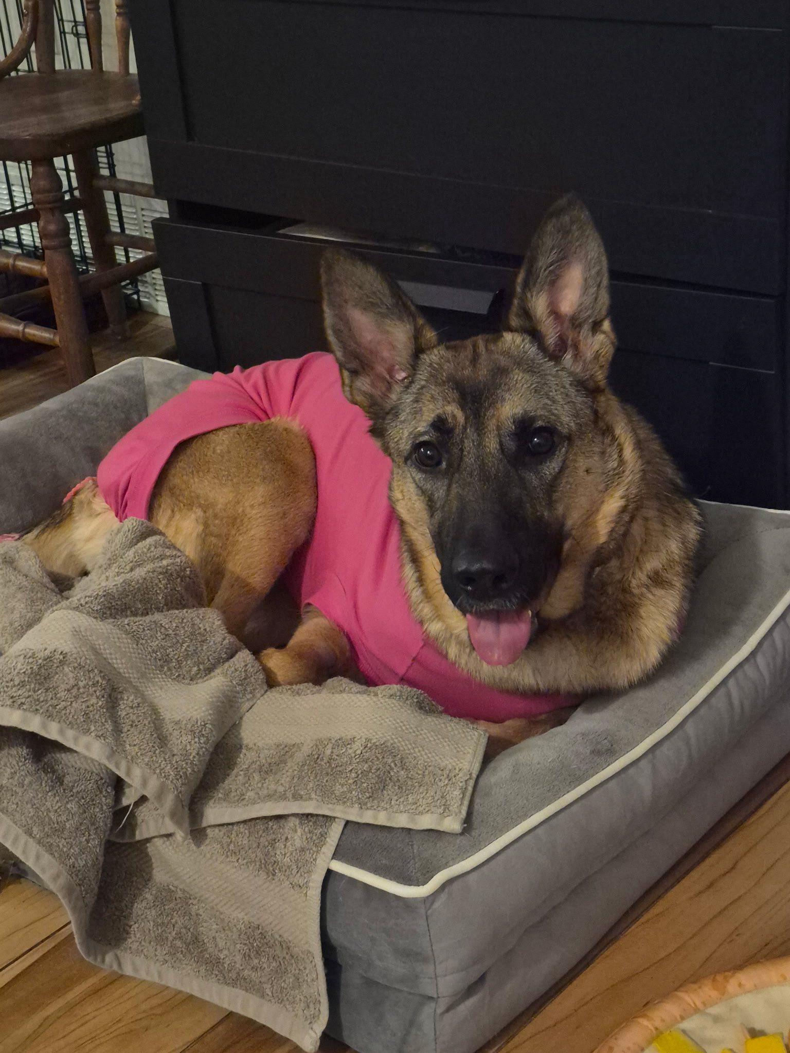 Enlarge Mocha, a ADOPTABLE Shepherd in Woodstock, ON image 5/5