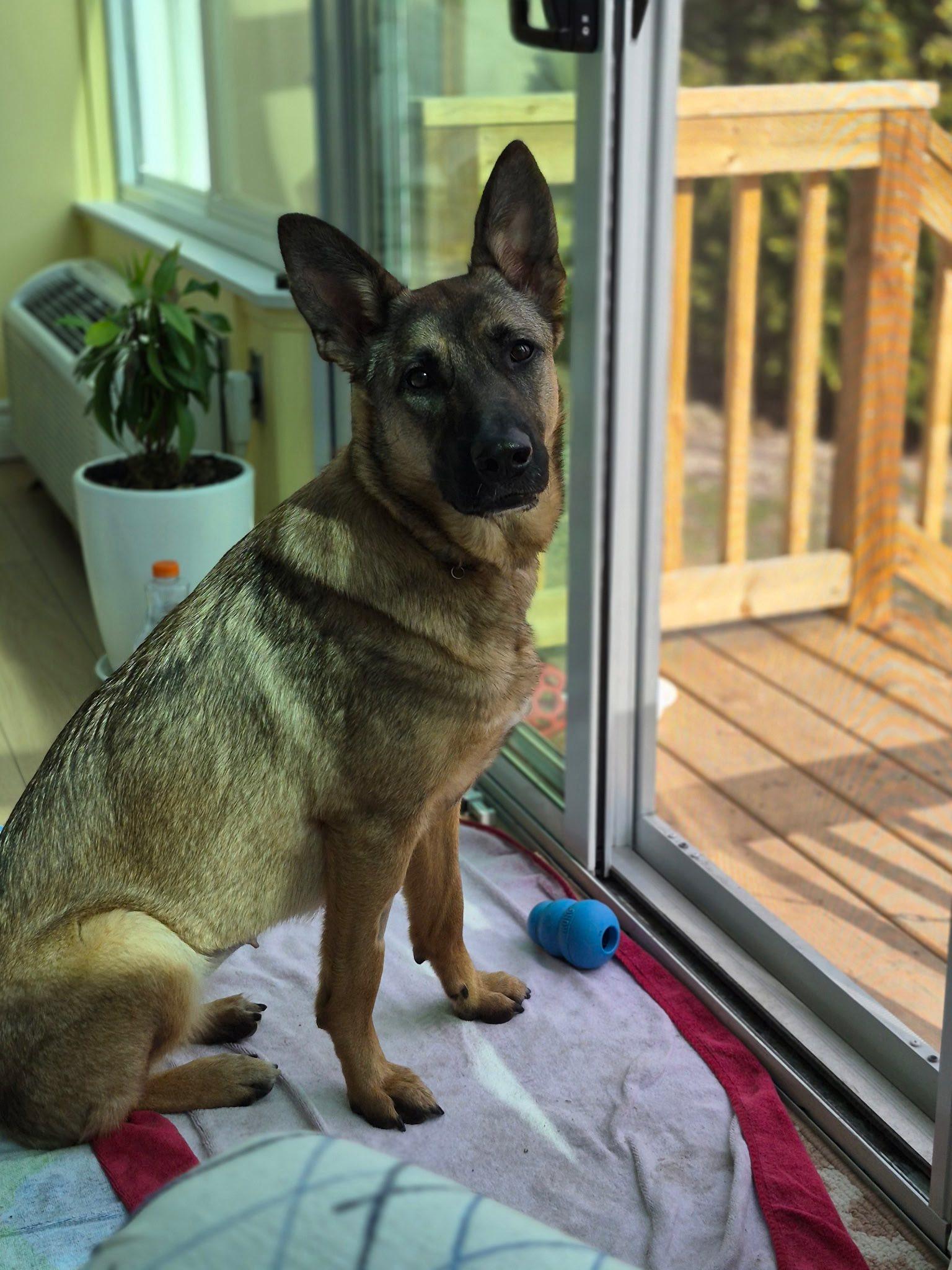 Enlarge Mocha, a ADOPTABLE Shepherd in Woodstock, ON image 2/5