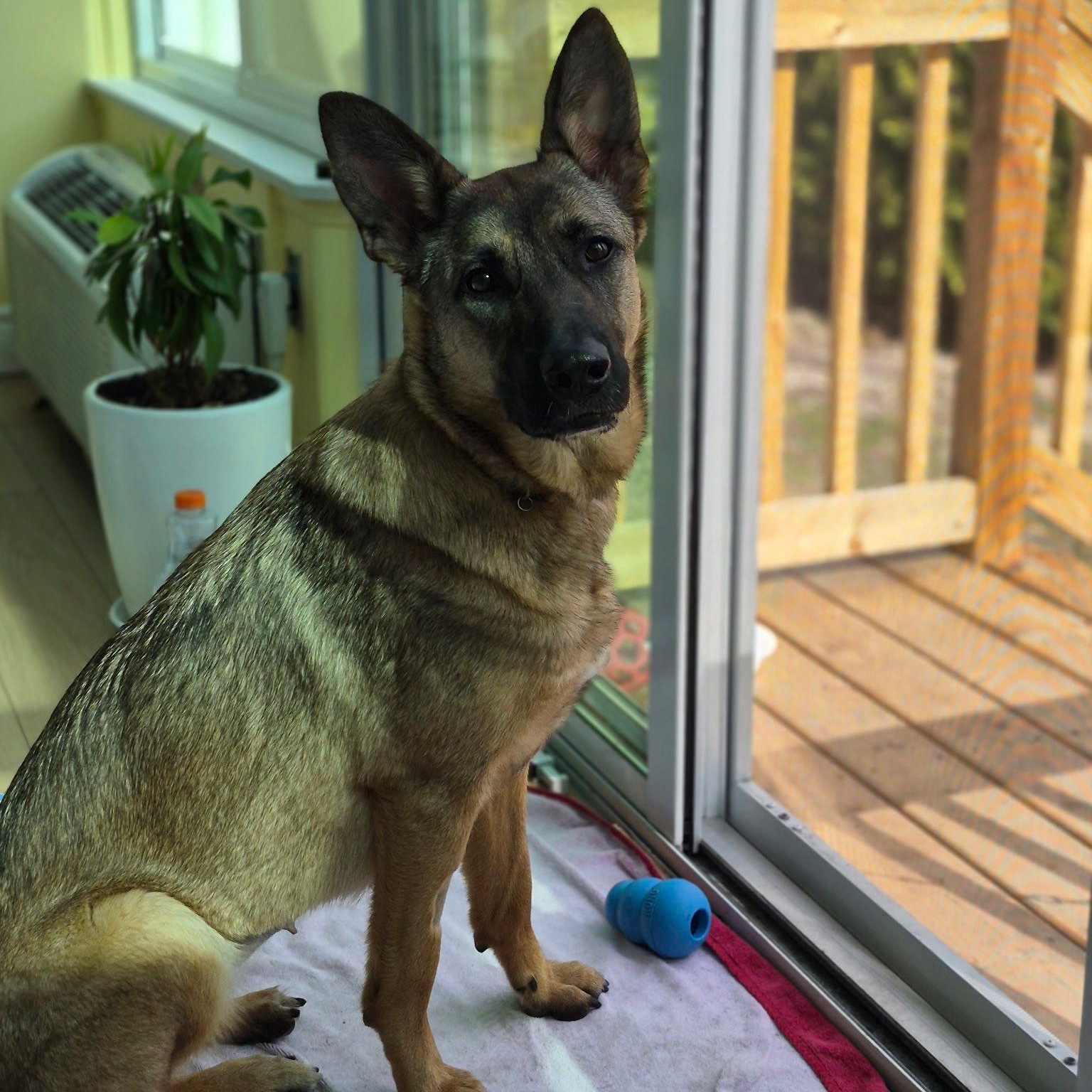 Mocha, a ADOPTABLE Shepherd in Woodstock, ON image 2/6