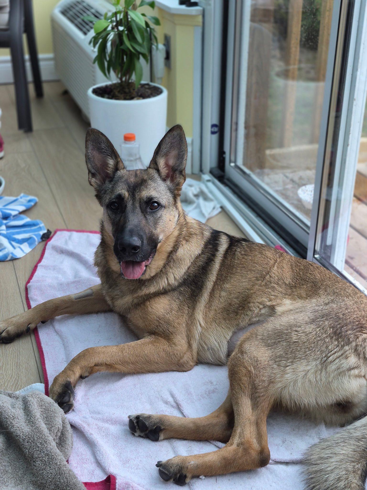 Mocha, ADOPTABLE, Young Female Shepherd.