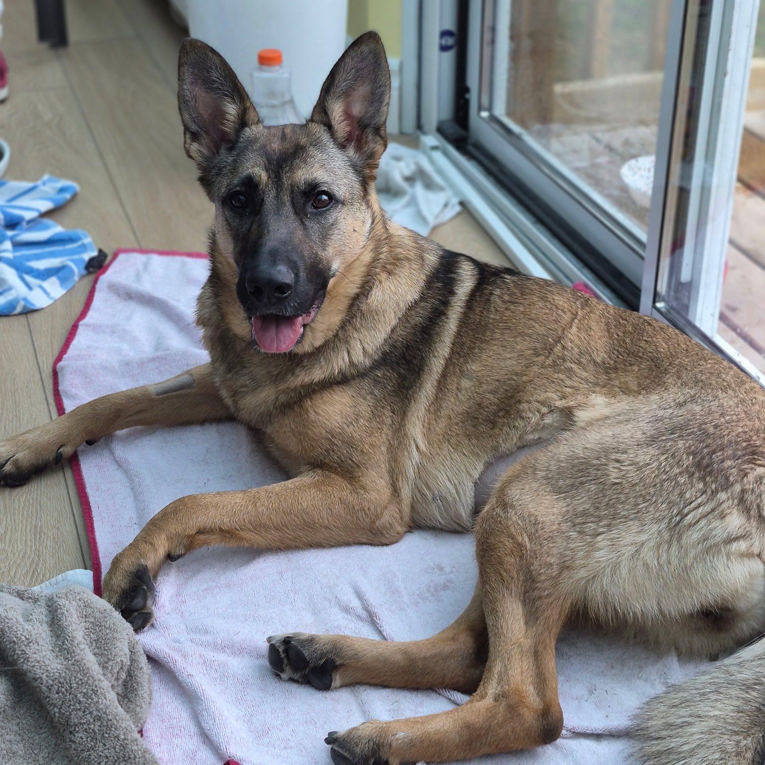 Mocha, a ADOPTABLE Shepherd in Woodstock, ON image 3/6