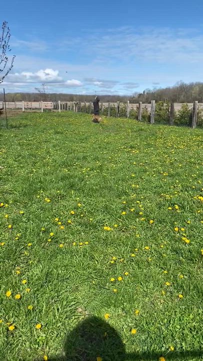 Enlarge Mocha, a ADOPTABLE Shepherd in Woodstock, ON video 5/6
