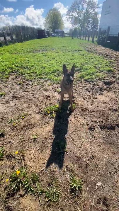 Enlarge Mocha, a ADOPTABLE Shepherd in Woodstock, ON video 4/6