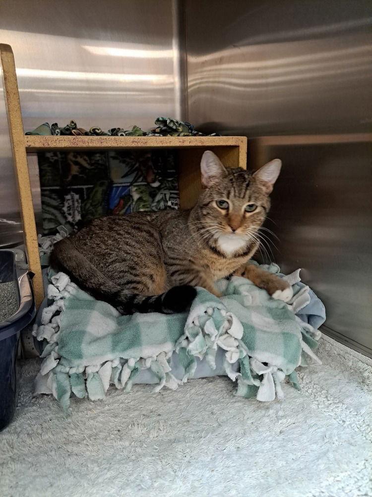 Enlarge Sally Brown, a Adoptable Domestic Short Hair in O'Fallon, MO image 1/3