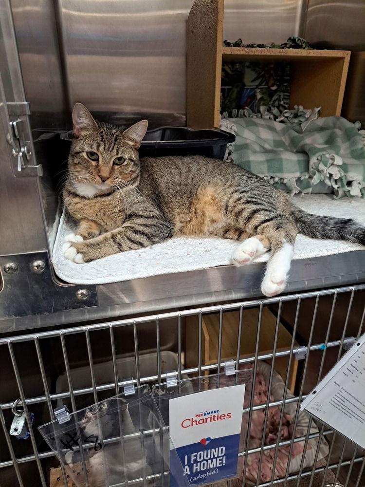 Enlarge Sally Brown, a Adoptable Domestic Short Hair in O'Fallon, MO image 2/3