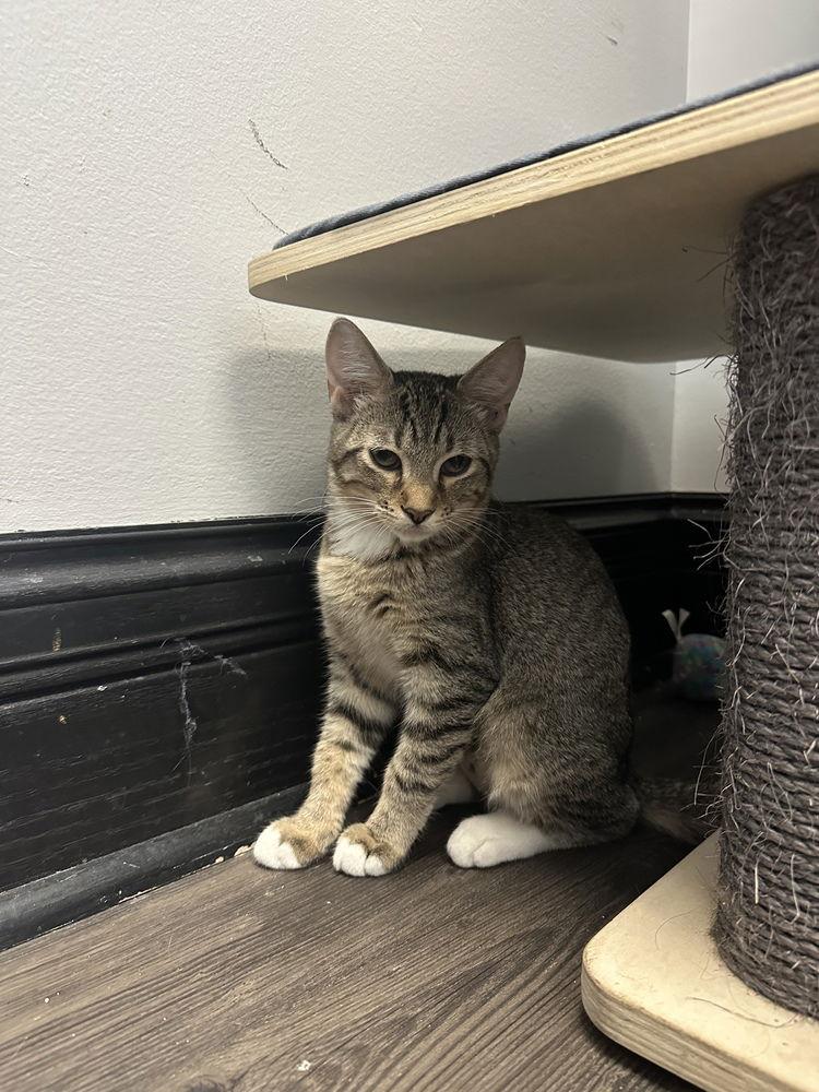 Enlarge Sally Brown, a Adoptable Domestic Short Hair in O'Fallon, MO image 3/3