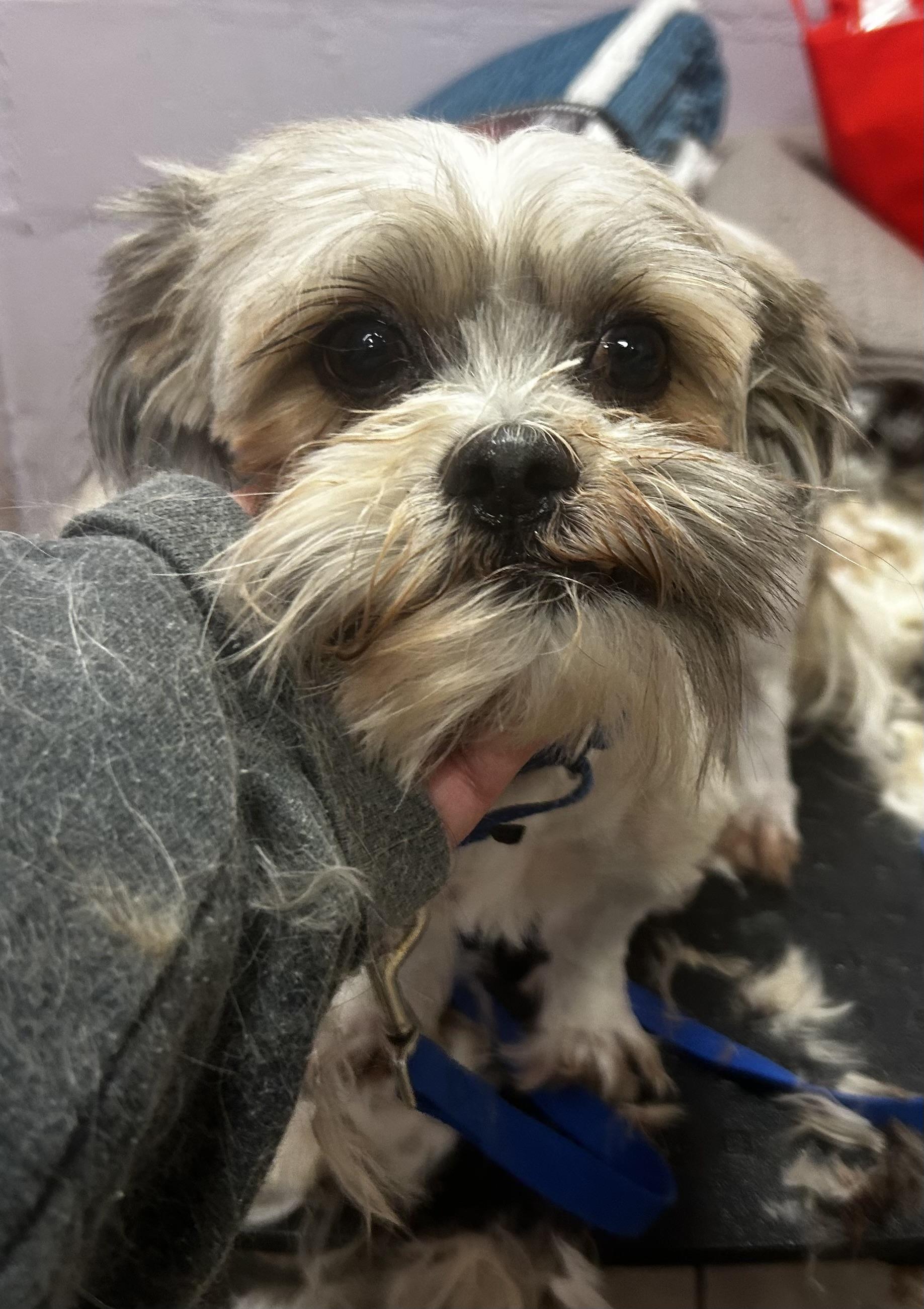 Zeus, adopted, Adult Male Shih Tzu.
